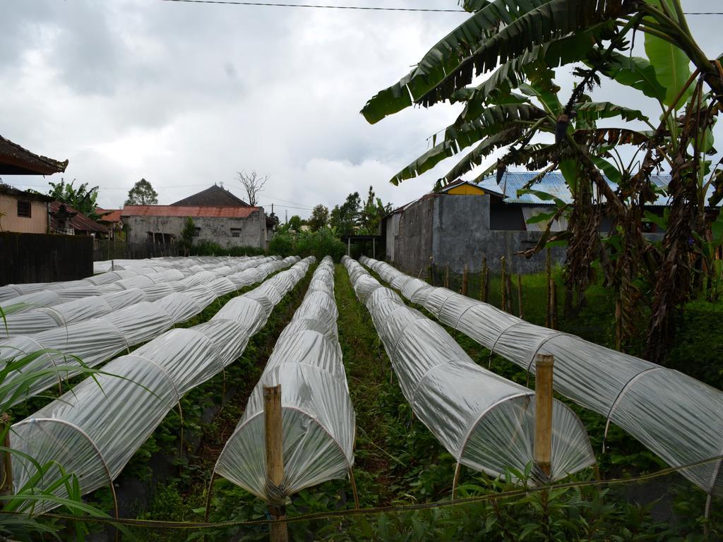 Dajan Buyan Homestay Bedugul  Ngoại thất bức ảnh